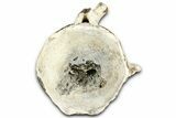 Fossil Whale Caudal Vertebra - Yorktown Formation #362072-1